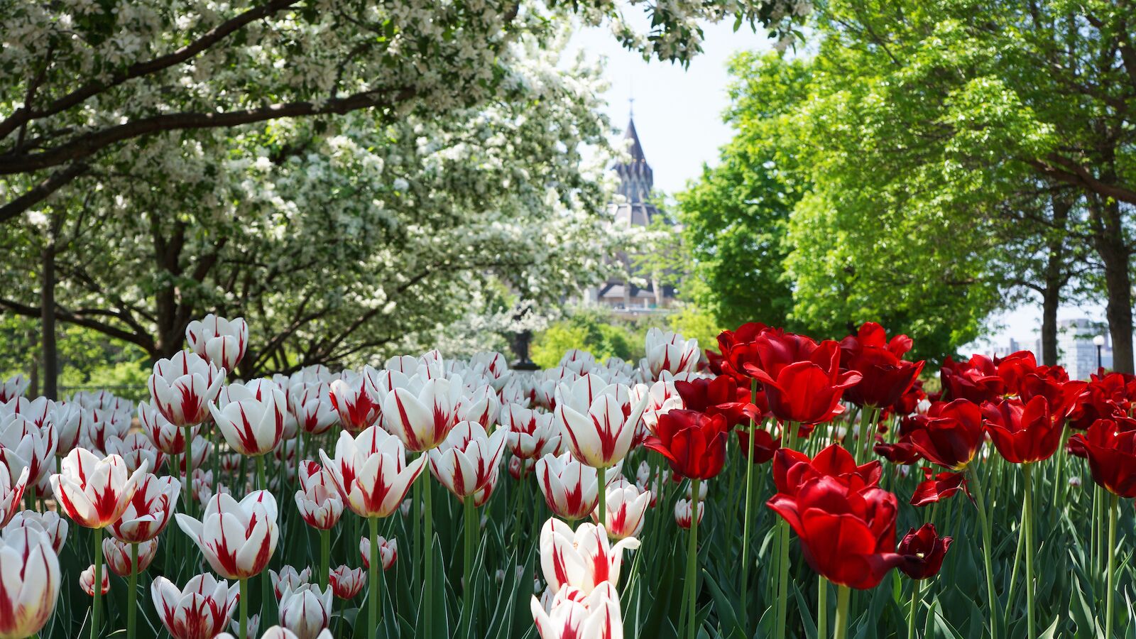 Tulip blooms on Major's Hill Park in Ottawa during the Canadian Tulip festival