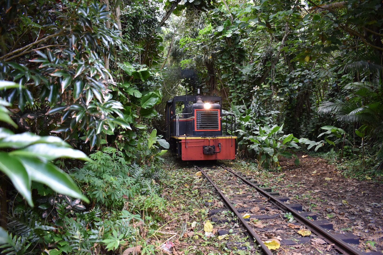 Train ride in the forest in Kauai, Hawaii