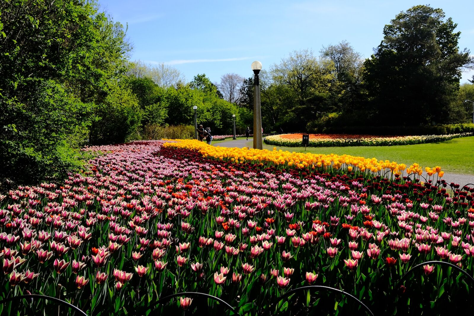 Park in Ottawa filled with tulip blooms during the Canadian Tulip festival