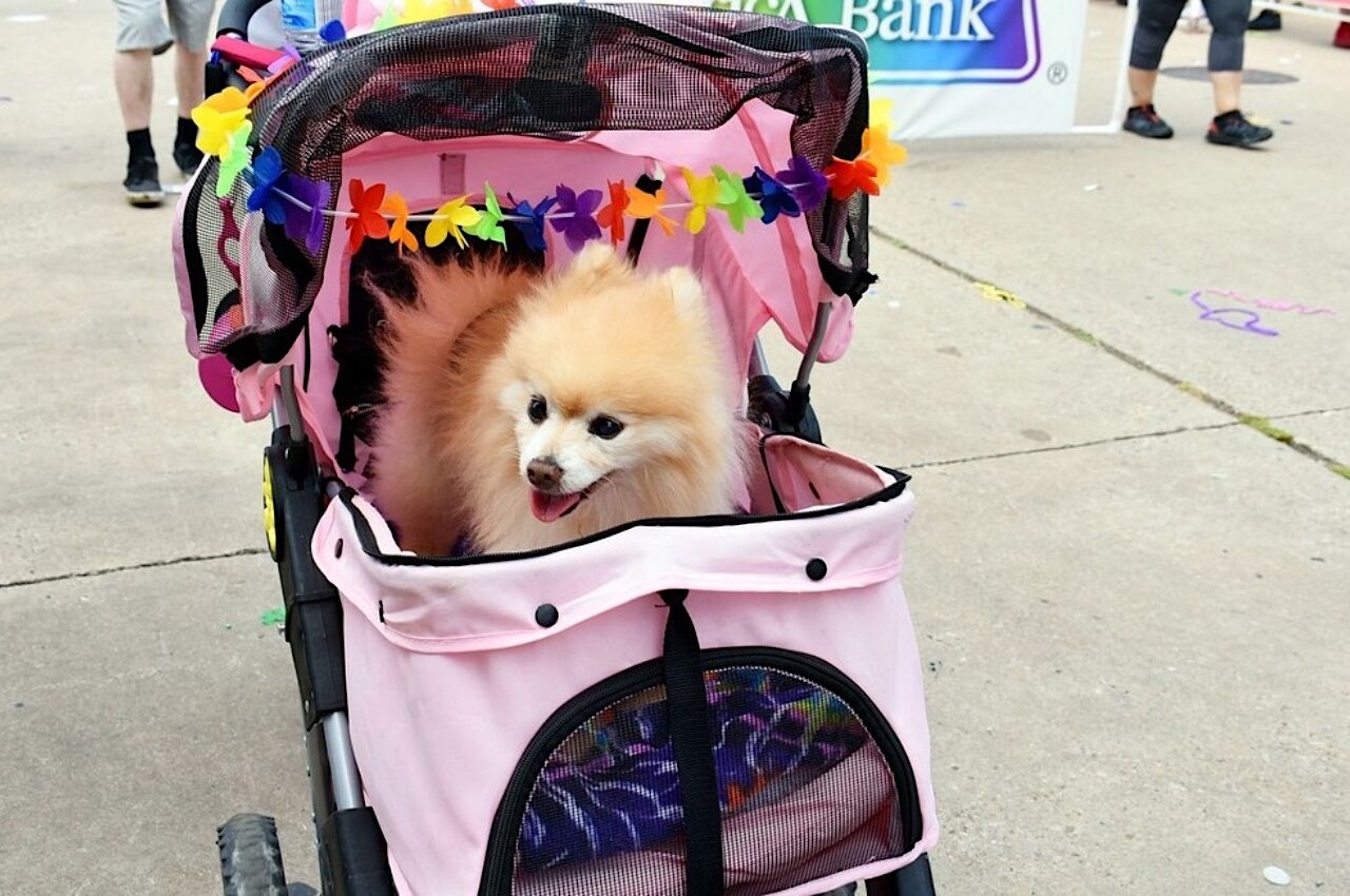 Dog in buggy at Pride month 2022 in Dallas