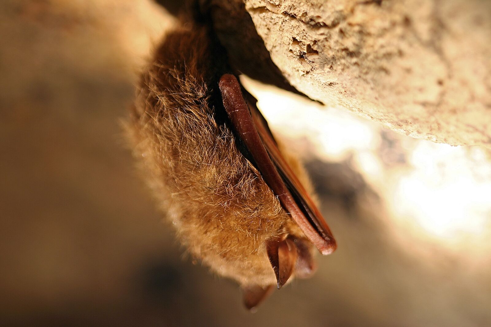 gap cave in kentucky bat