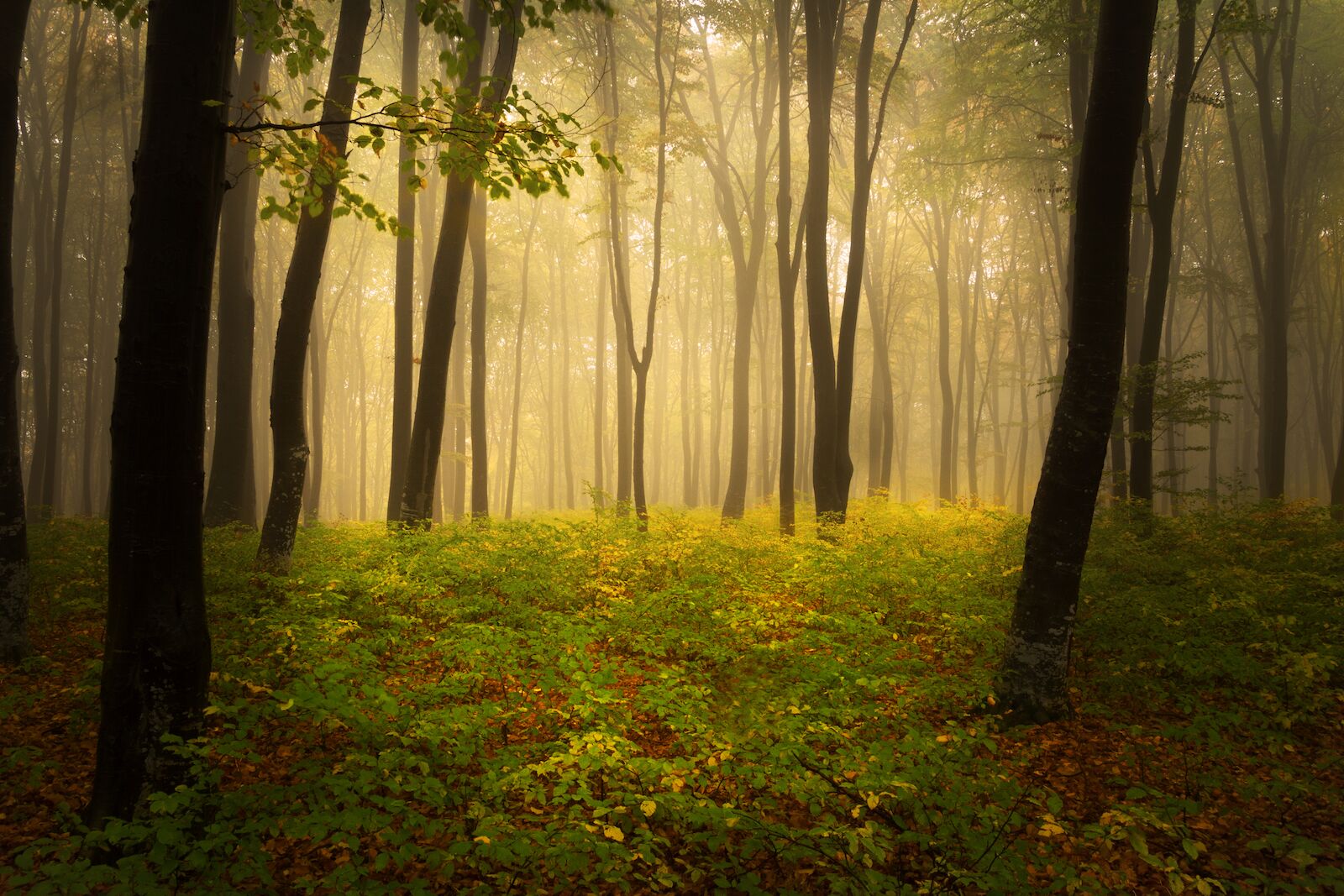 Beautiful autumn day in the forest | foggy day