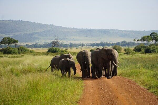 This Kenyan Gin Bar Is the Best Place to See Elephants on Safari