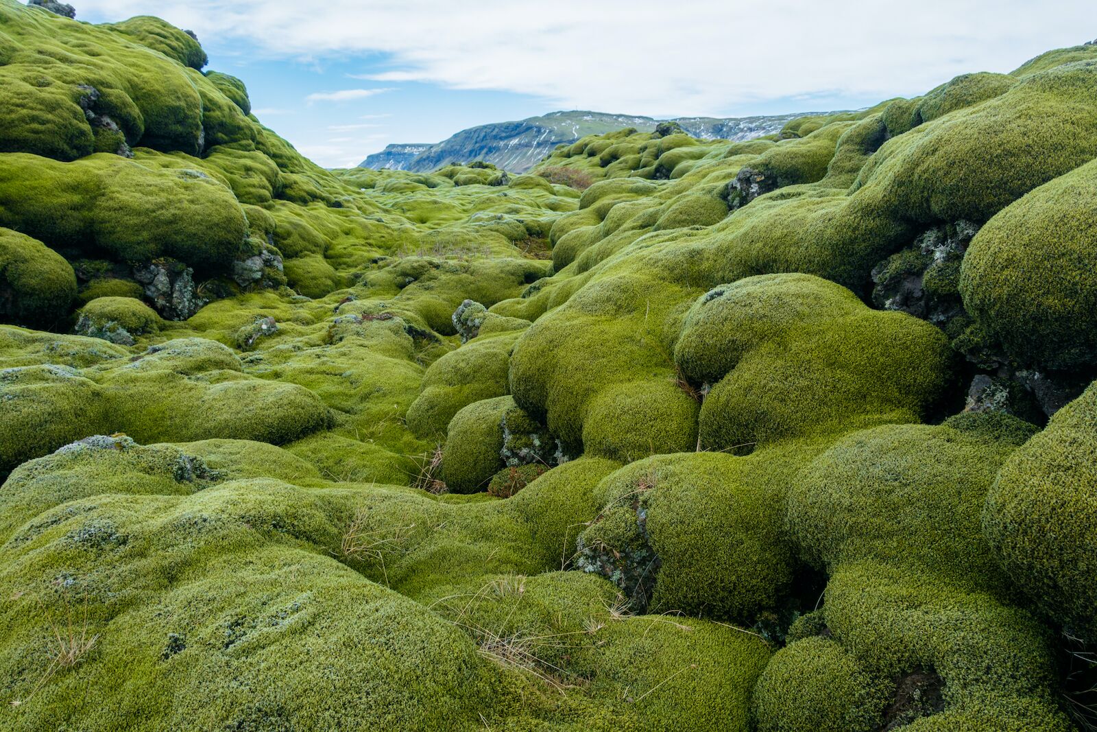 hiking-in-iceland-moss
