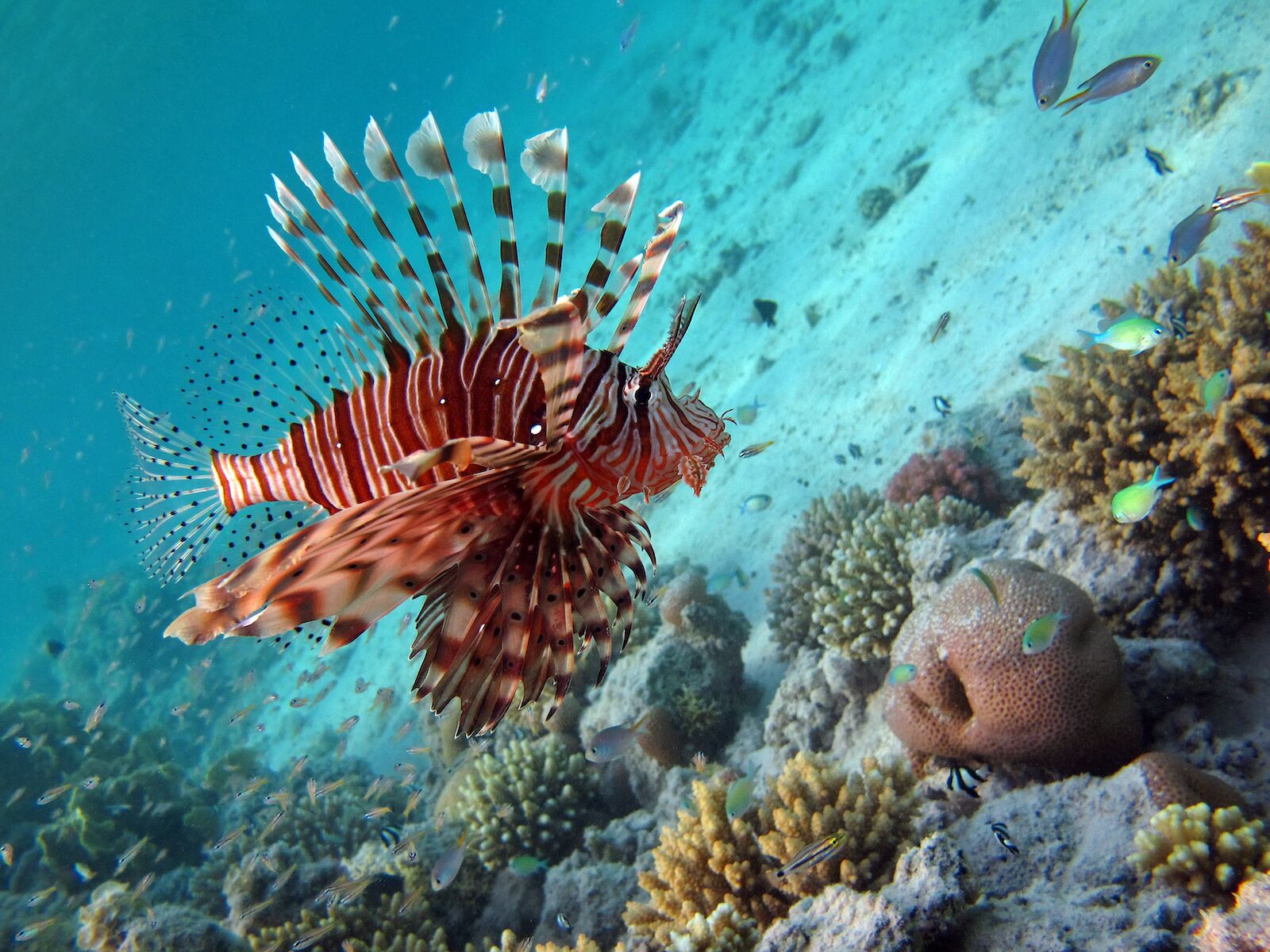 lionfish hunting lionfish near coral reef