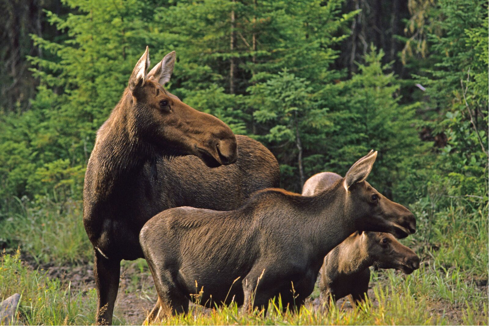 new hampshire hiking moose 