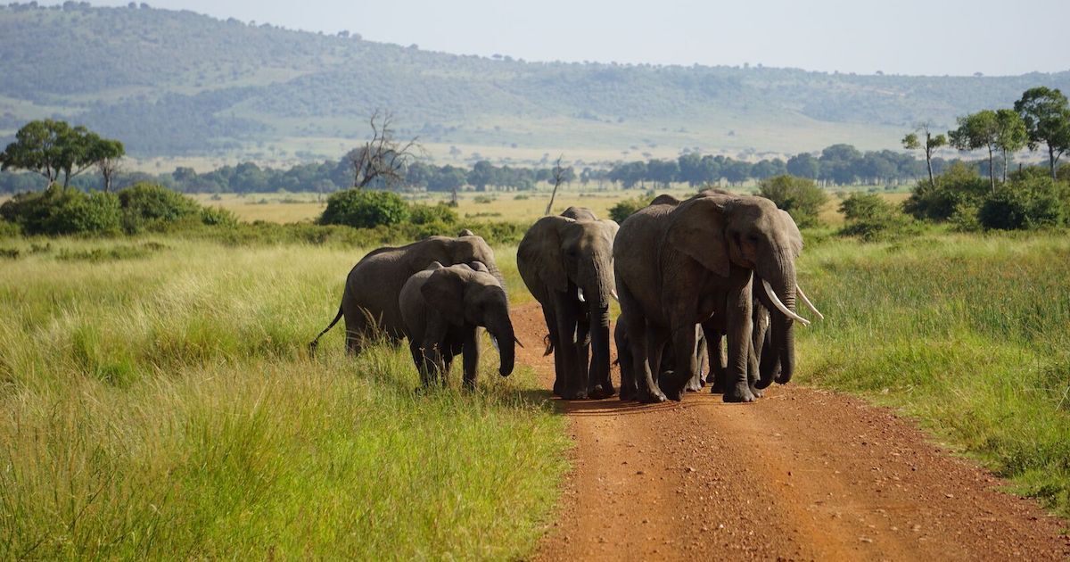 This Kenyan Gin Bar Is the Best Place to See Elephants on Safari