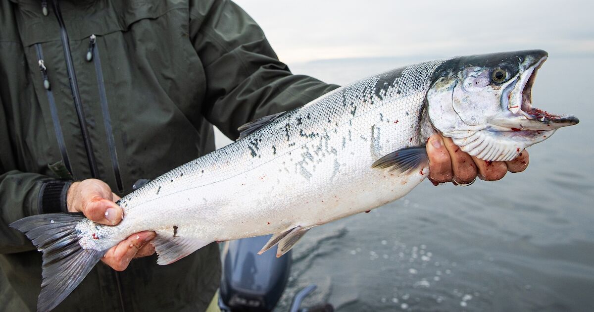 Recreational salmon fishing  Washington Department of Fish & Wildlife