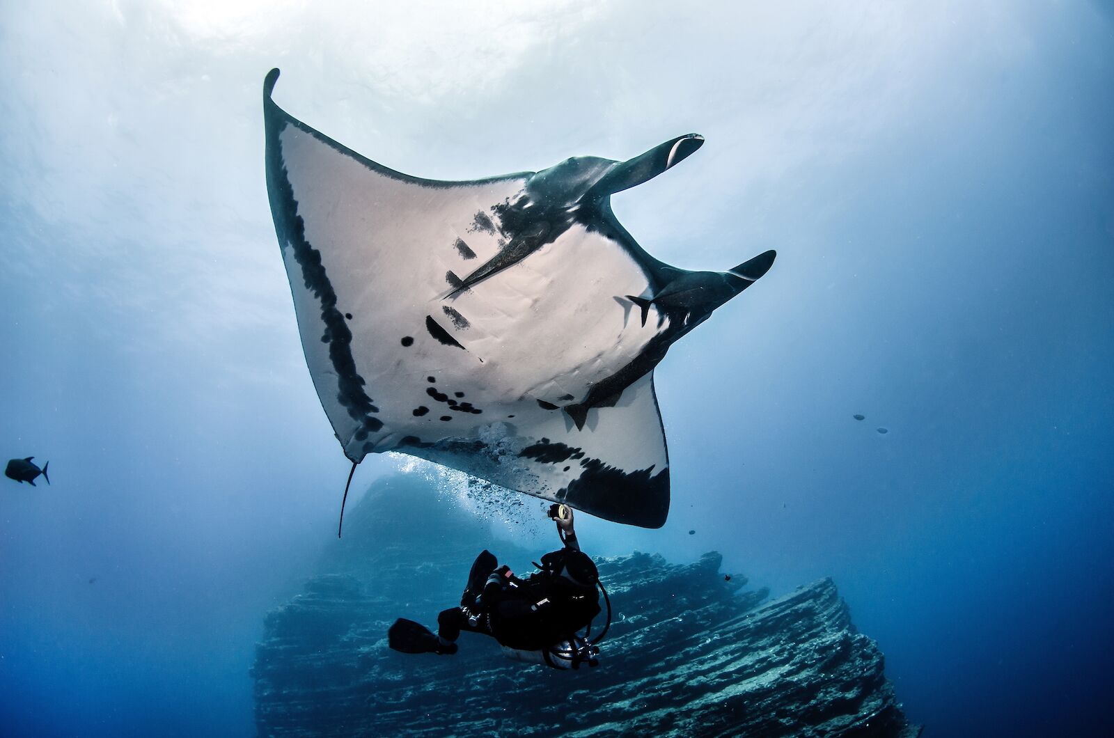 Giant Manta Ray swimming with scuba diver