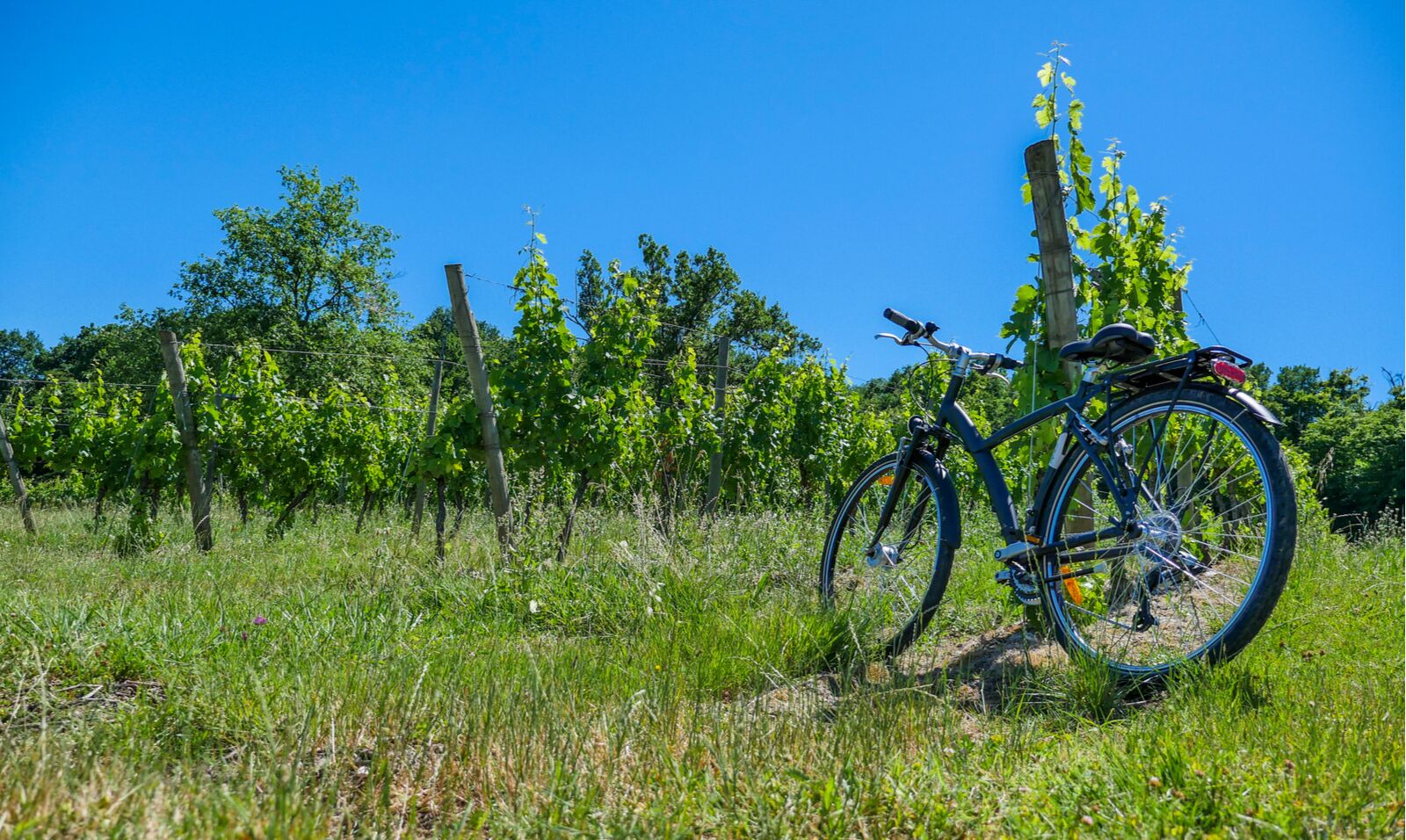 cycling in france - bordeaux vines