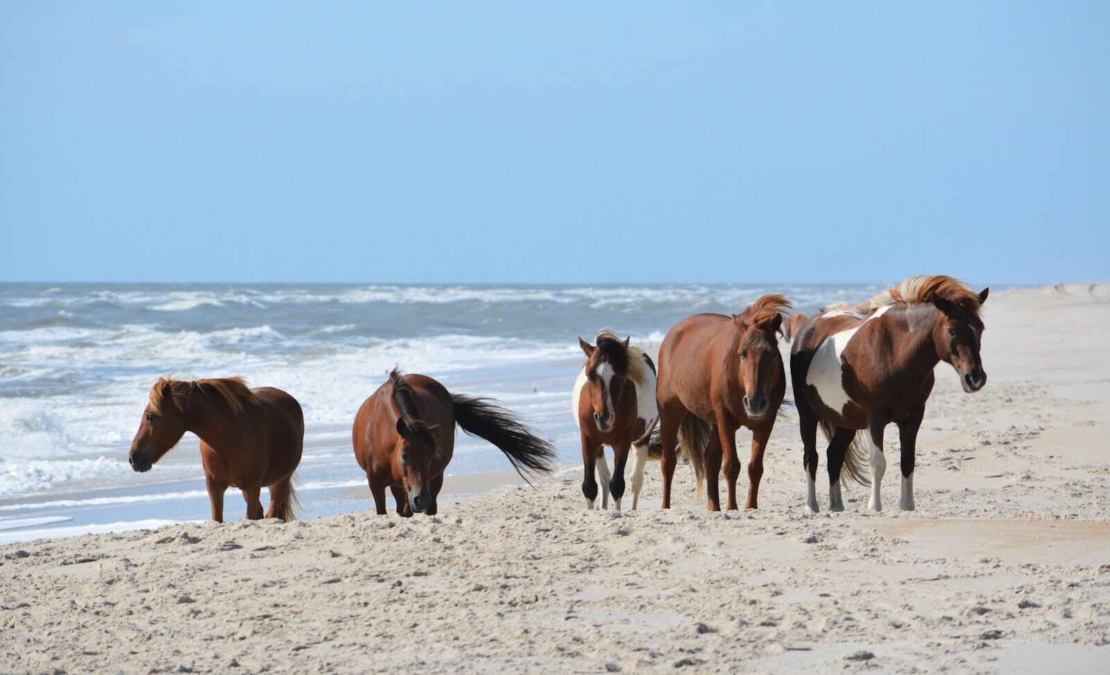 wild horses in us on maryland beach