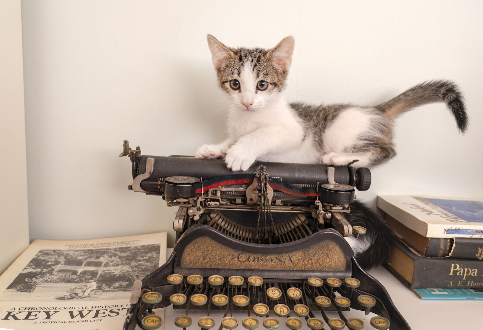 KEY WEST, Florida Keys — A cat dubbed Leonardo da Vinci rests atop an antique typewriter at the Ernest Hemingway Home & Museum on Whitehead Street in Key West, Fla. Hemingway lived and wrote at the home for most of the 1930s, penning some of his best-known works. Now a registered National Historic Landmark, the home is a museum honoring the author — and a haven for several dozen cats, many of them with six toes and descended from a sea captain’s feline given to Hemingway. (Rob O'Neal/Florida Keys News Bureau)