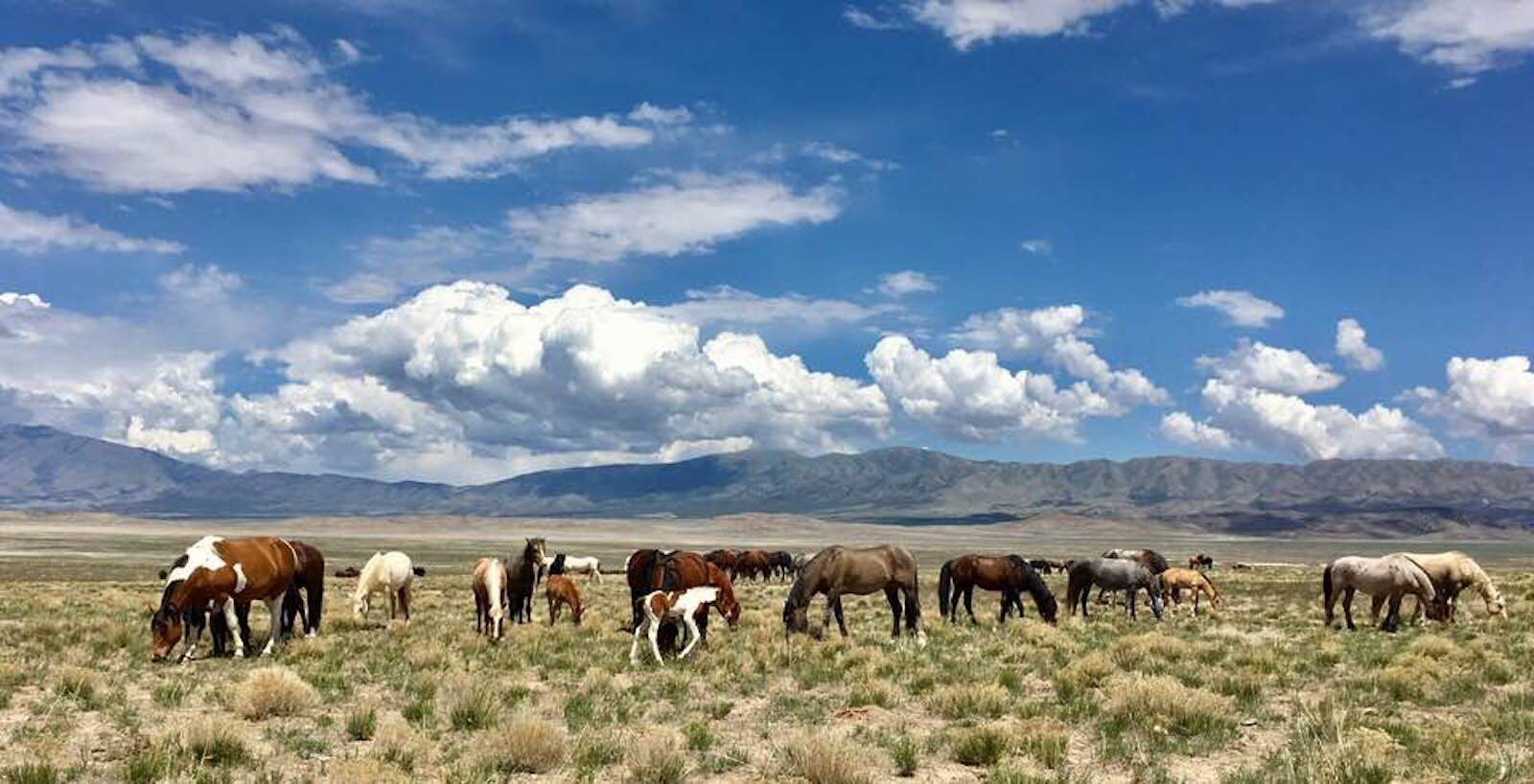 are there wild horses in the us - utah