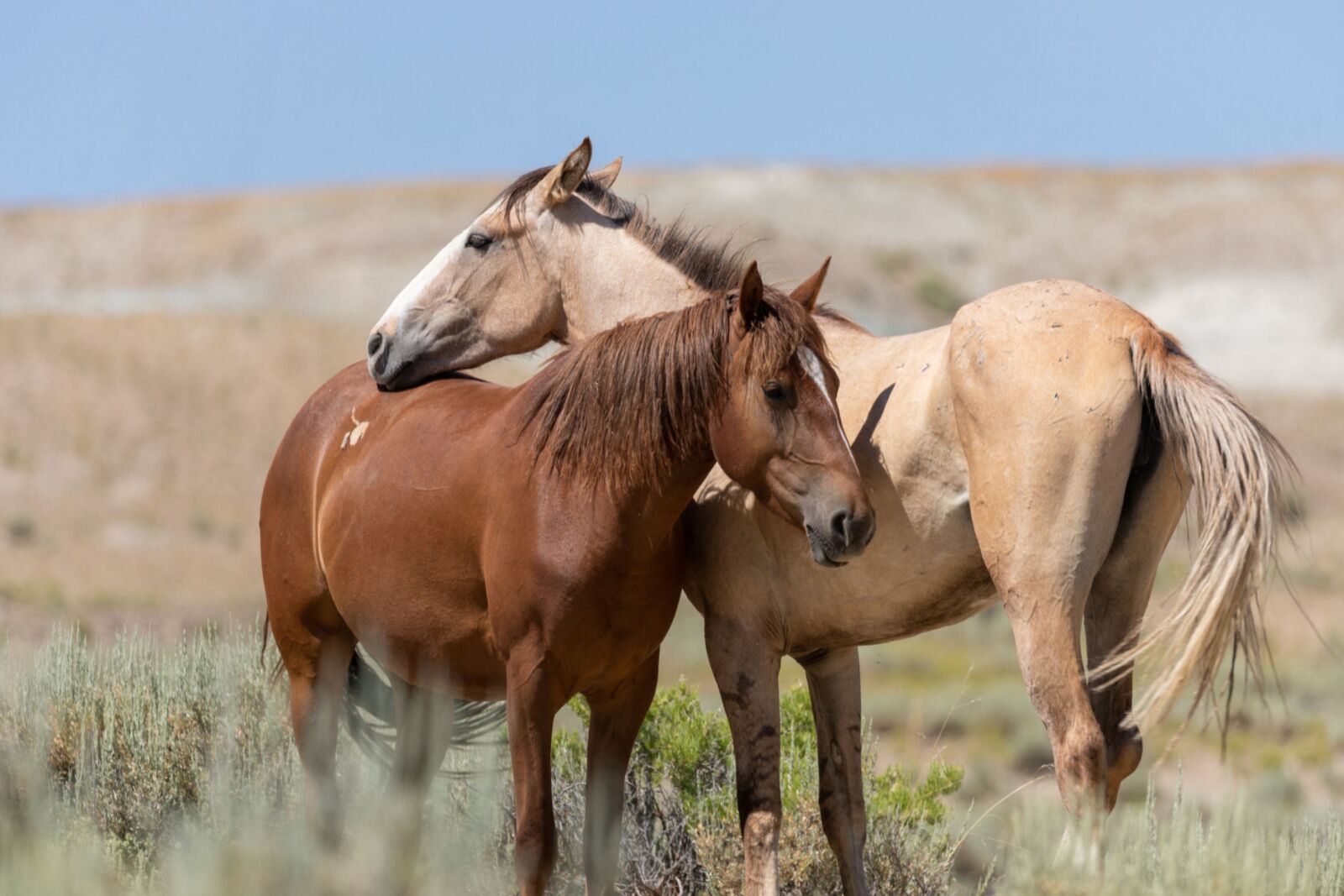 wild horses in colorado