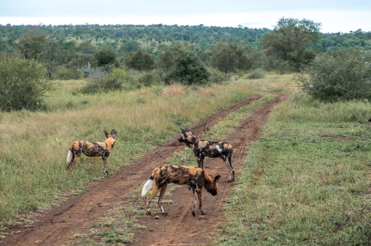 singita lebombo safari lodge