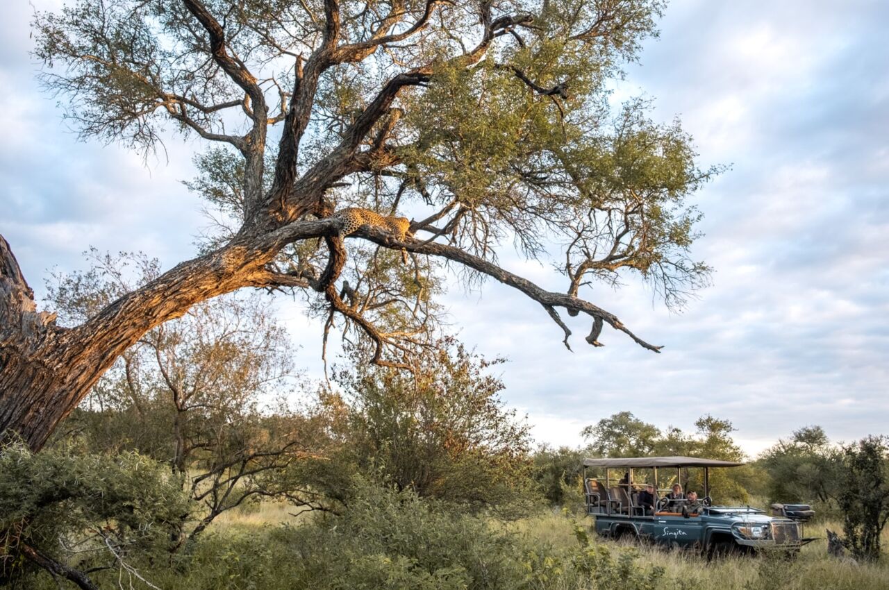 Safari track with leopard in tree
