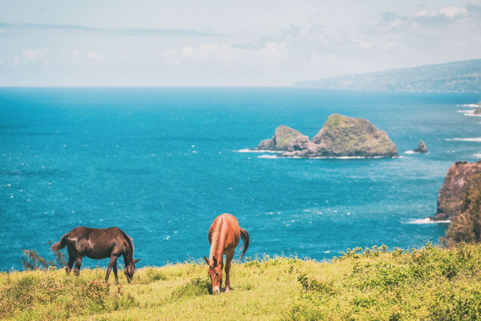are there wild horses in the us where to see hawaii
