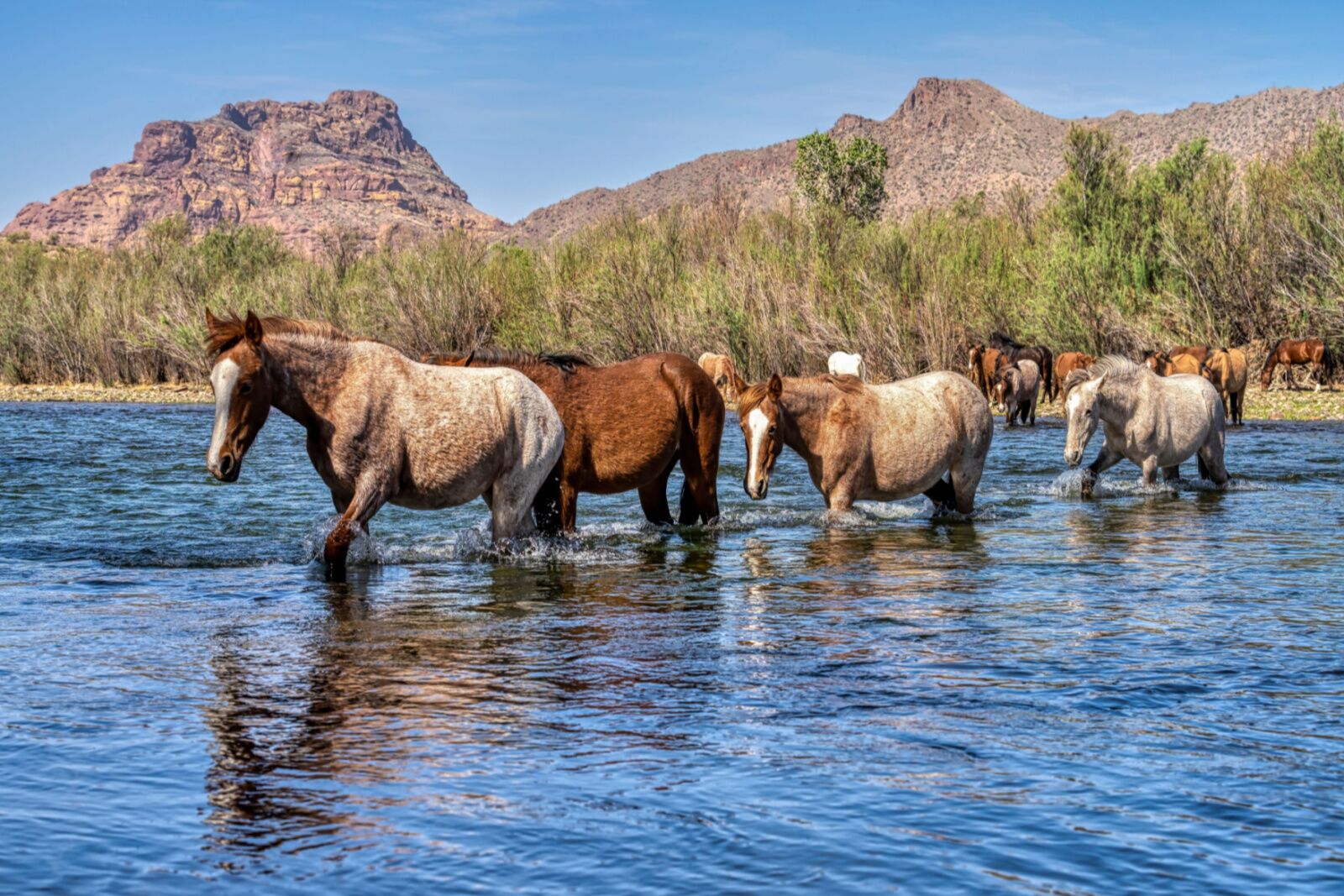 wild horses crossing salt river in arizona usa