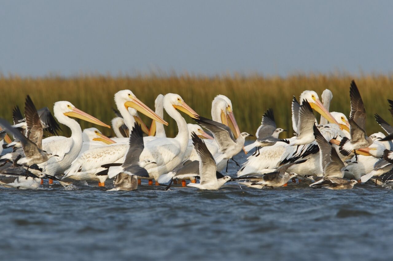 Pelicans on Crystal beach camping spot in Texas 