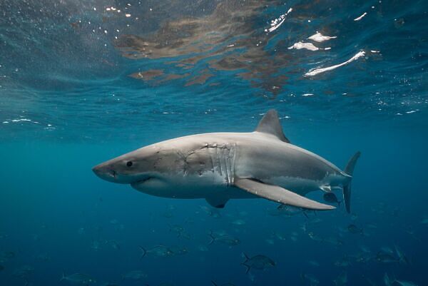 California Great White Shark Attack May Have Come From World's Biggest