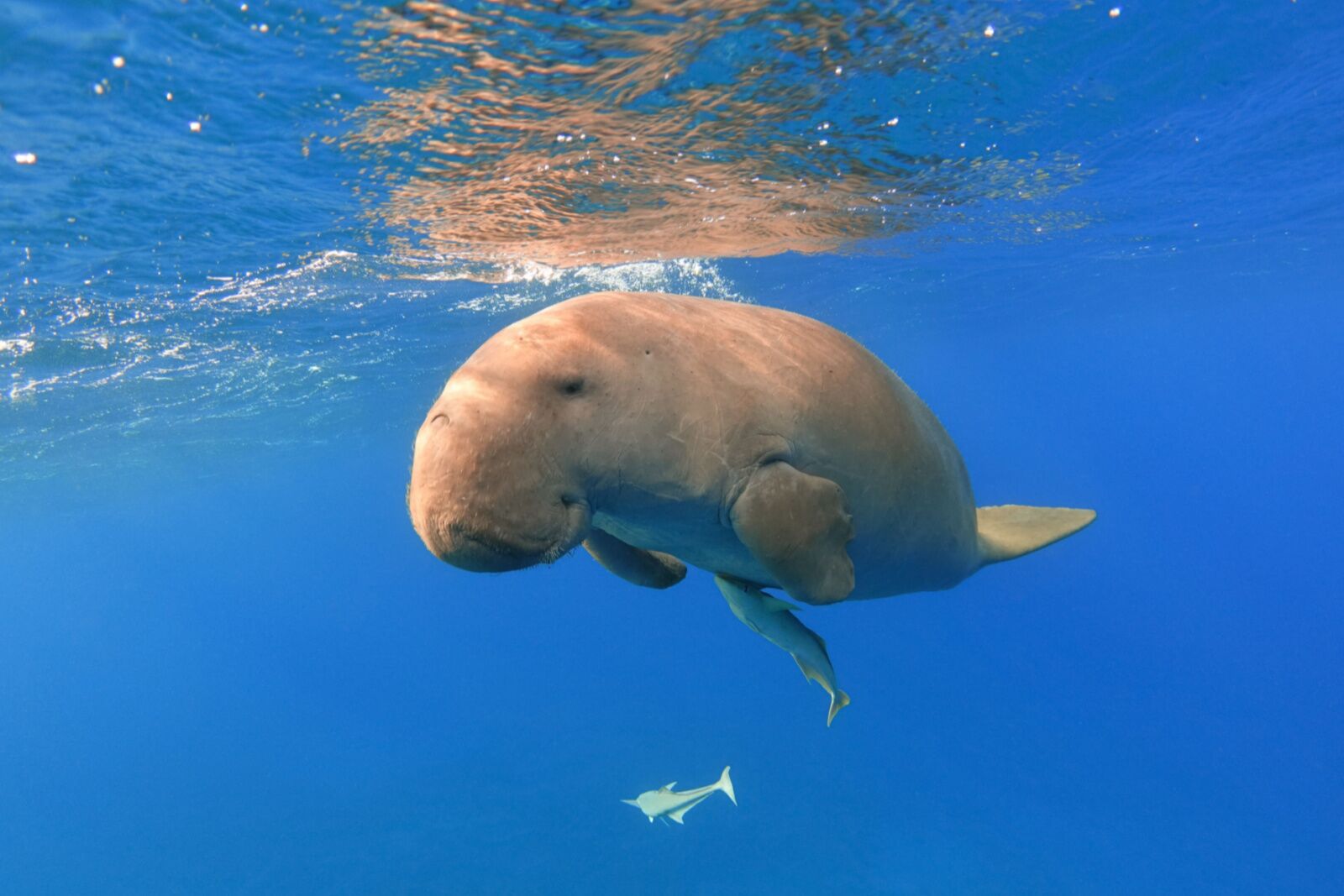 dugong havelock island