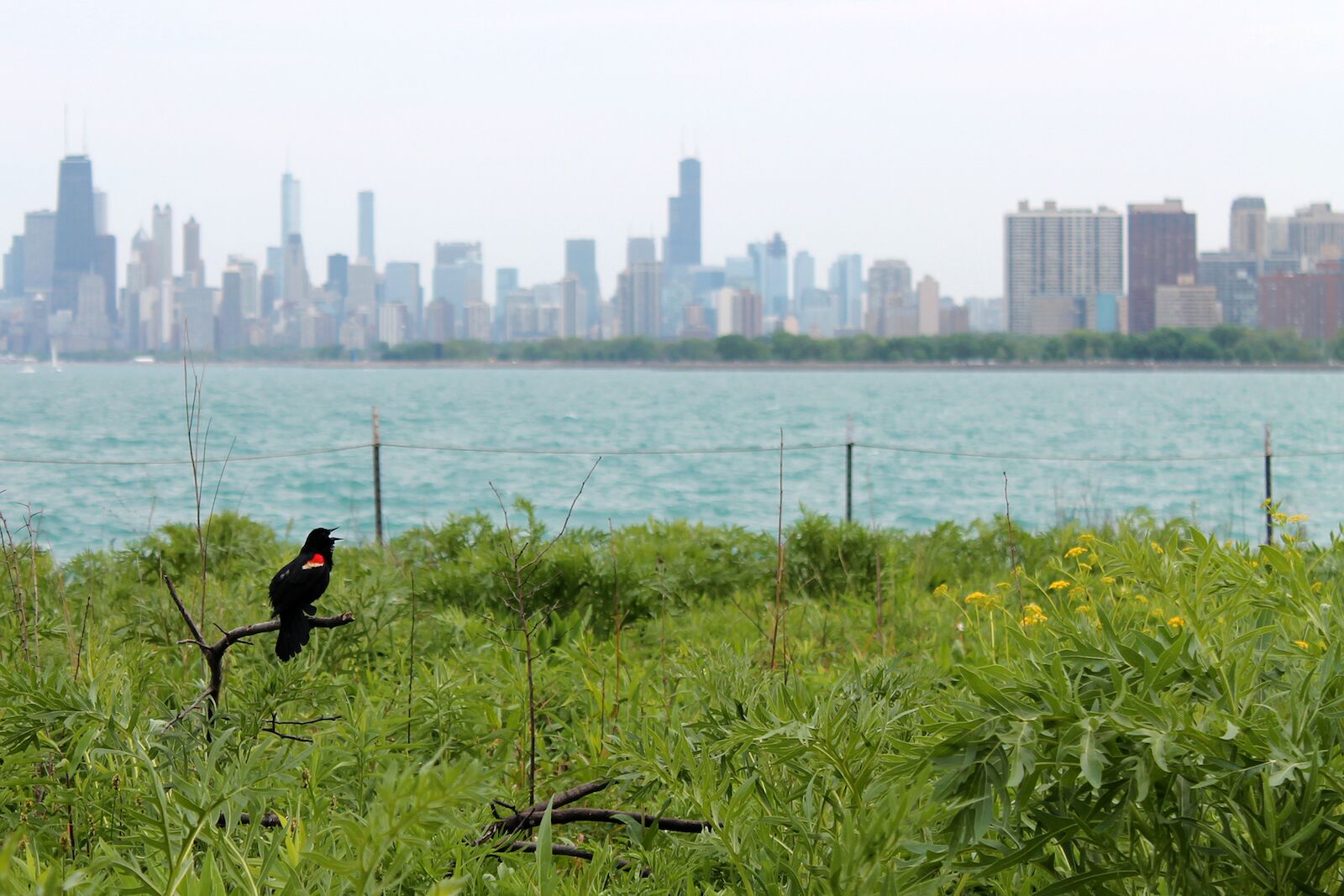 hiking near chicago - bird sanctuary