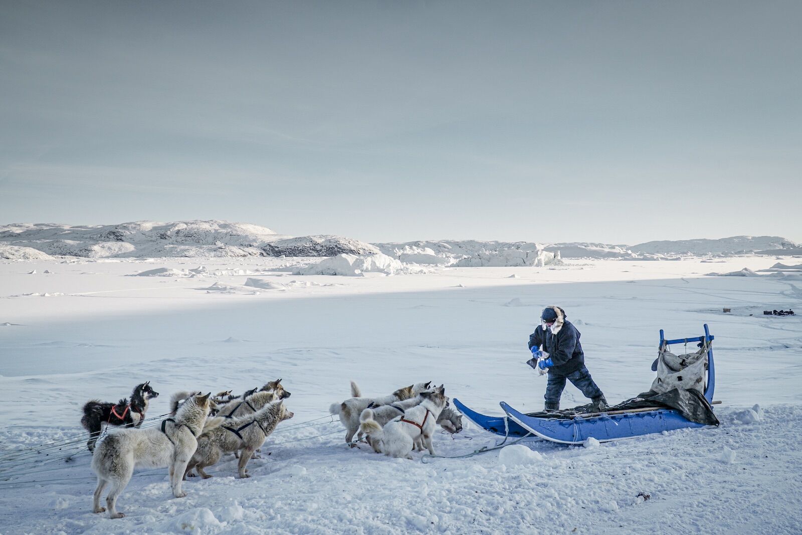 indigenous hunting and fishing experiences-A fisherman feeds his sled dogs in Greenland