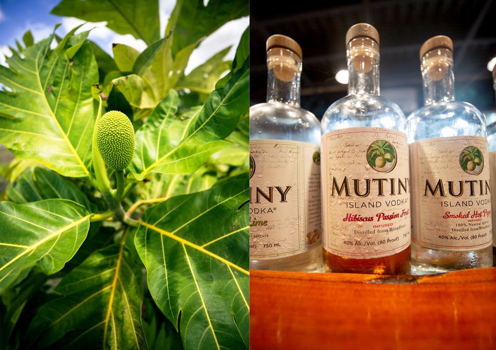 mutiny-island-vodka-virgin-islands-travel-guide