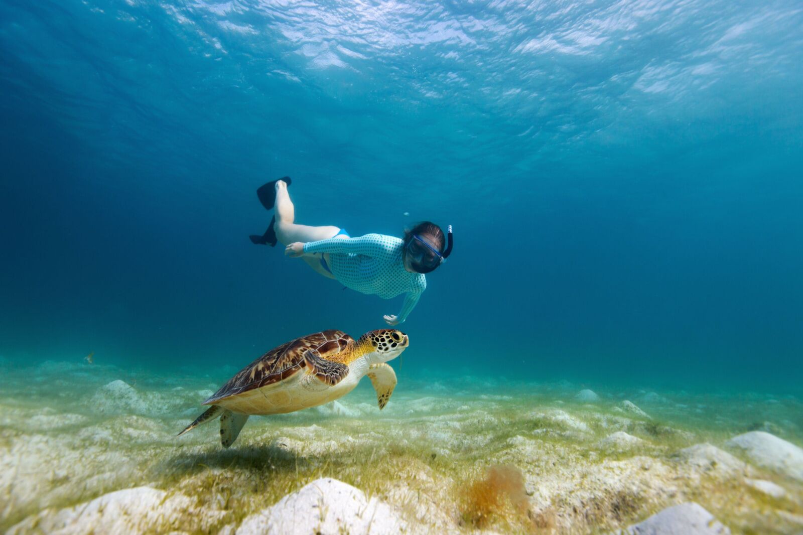 sea turtle snorkeling at oil nut bay resort