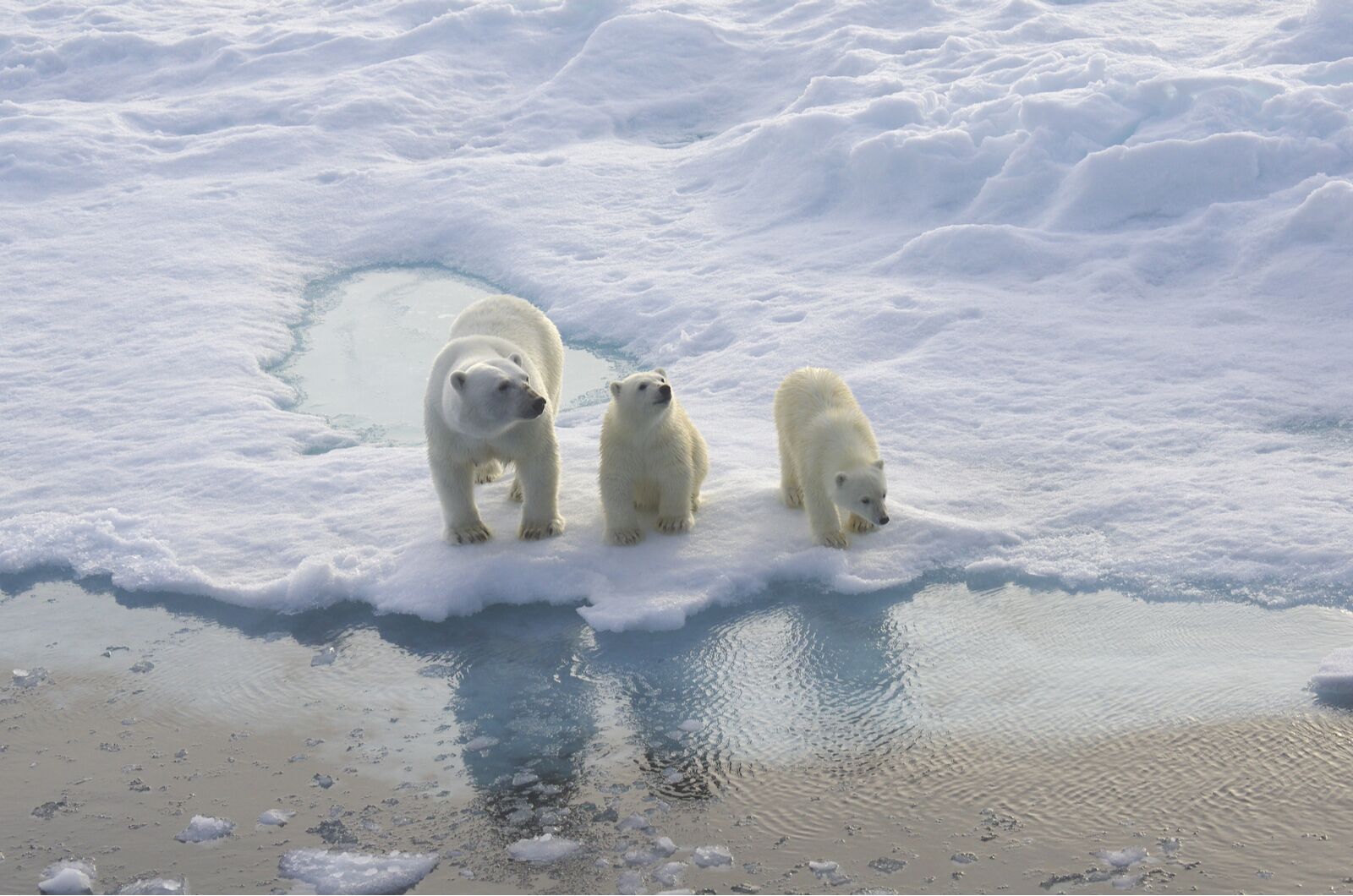 polar bear monitoring 