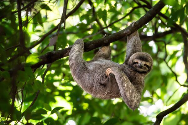 Costa Rica's Jaguar Rescue Center Is the Best Place to See Rescued Sloths