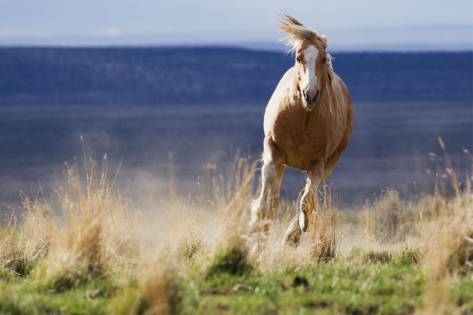 see wild horses in the US oregon