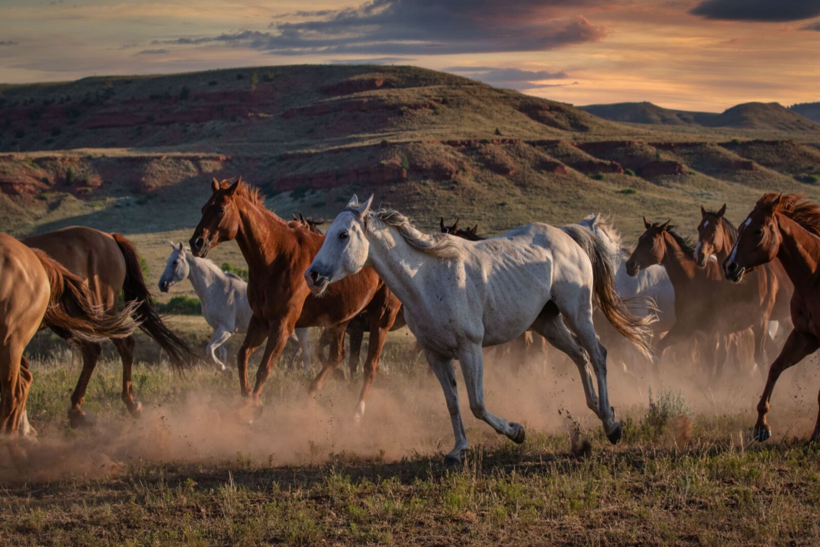 wild horses in us at sunset