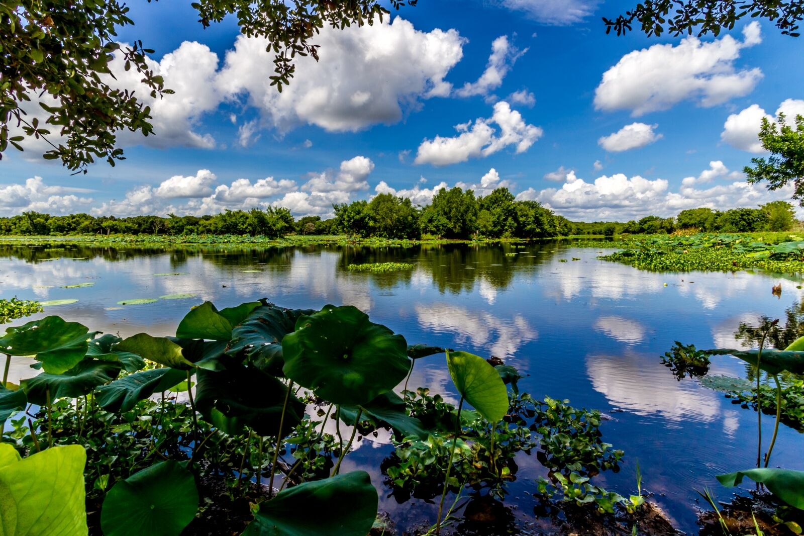 Brazos Bend State Park one of the best places for camping in Houston 