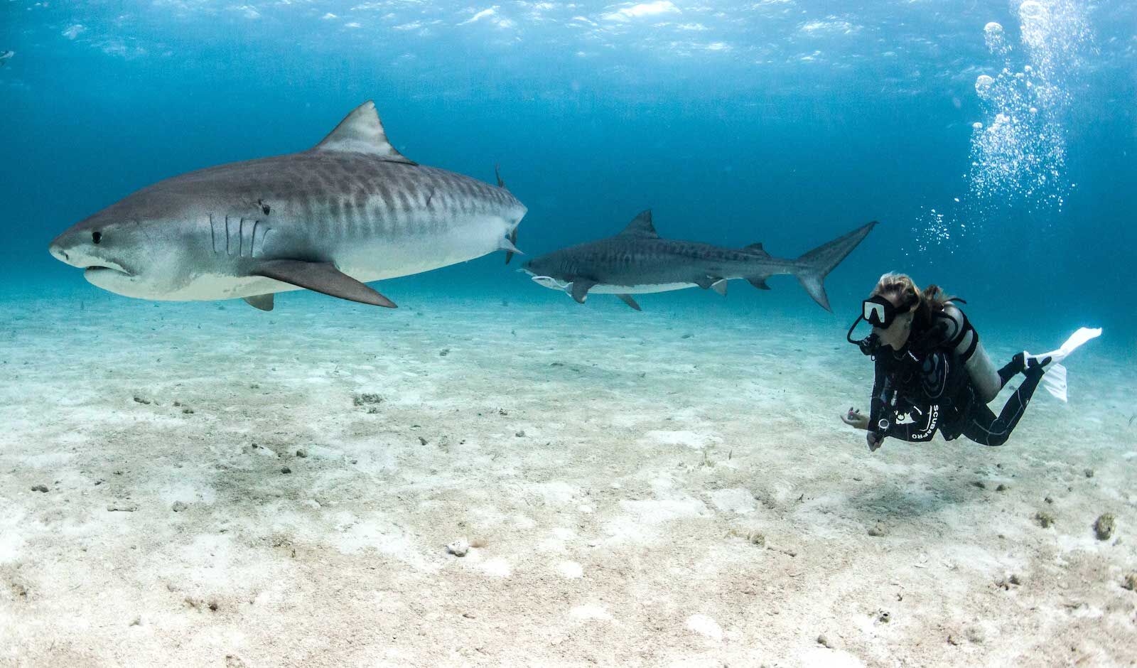 swimming with sharks in bahamas