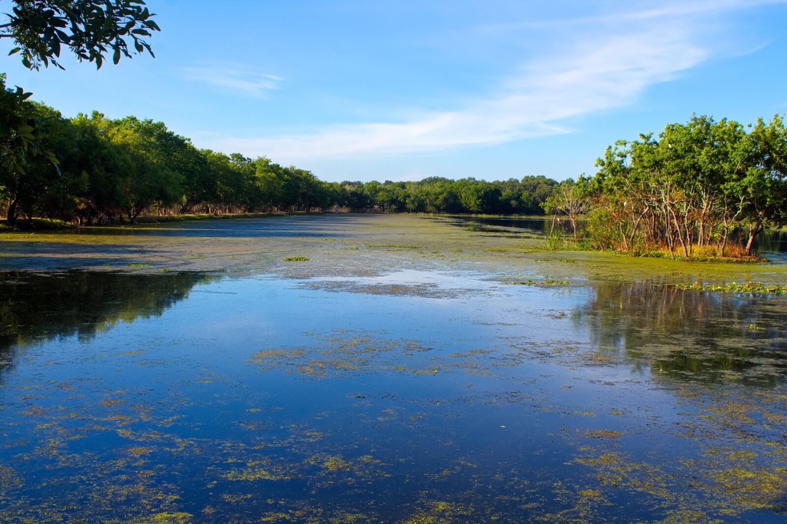 Marsh of Brazos Bend State Park one of the best places for camping in Houston