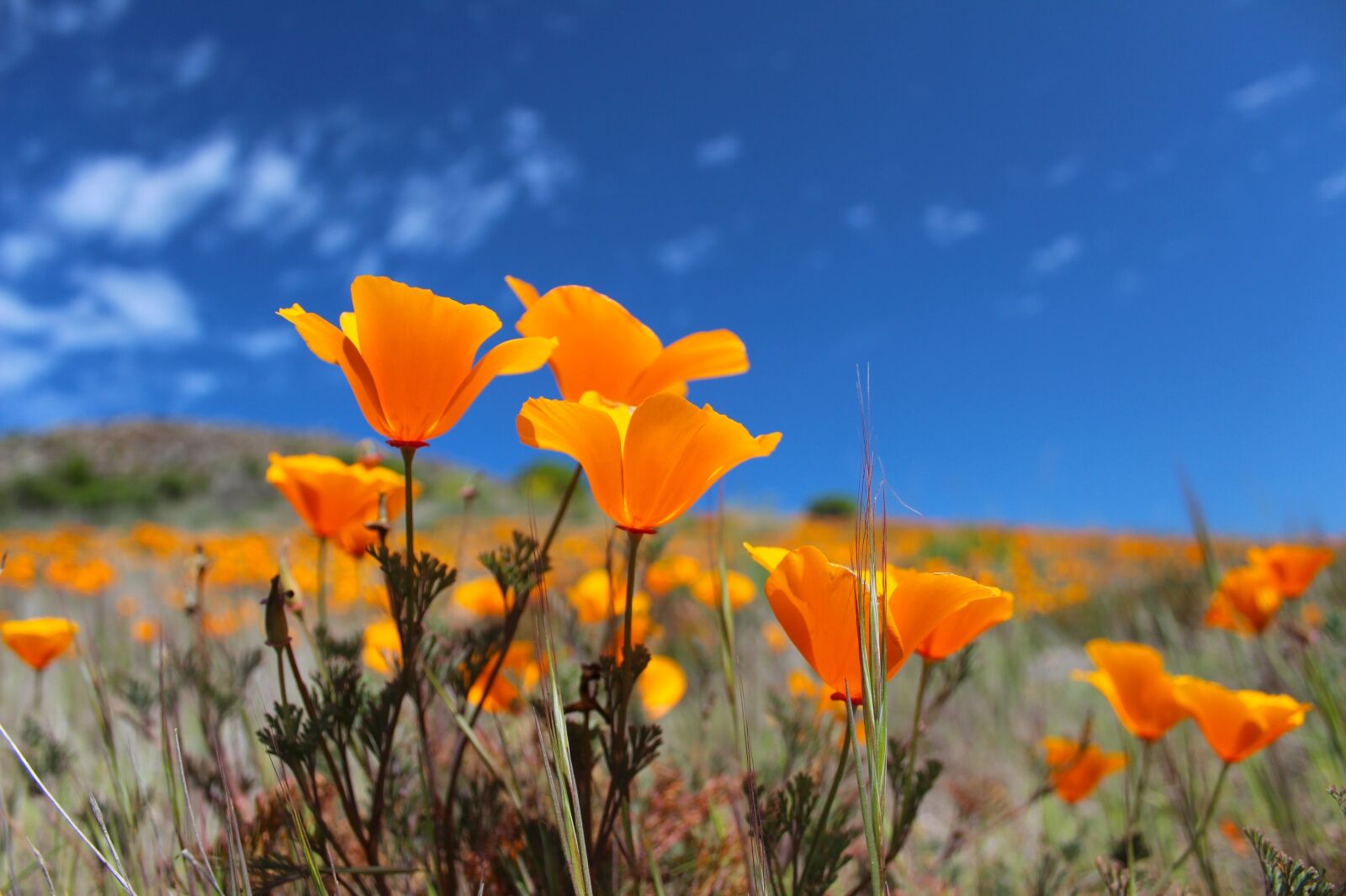 Poppies in Loma Linda one of the five blue zones 