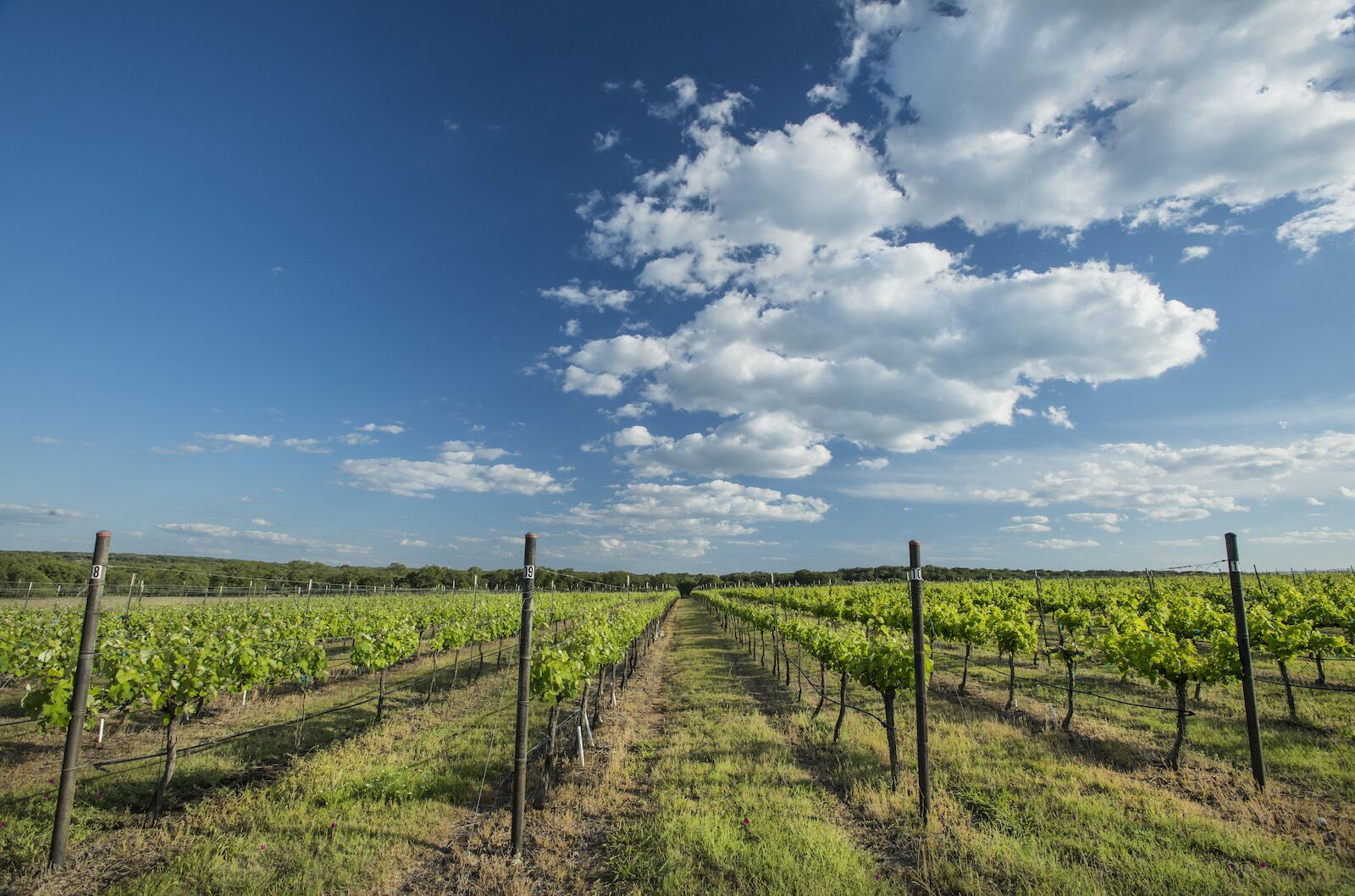 Pedernales Cellars Kuhlken Vineyards-texas hill country wineries