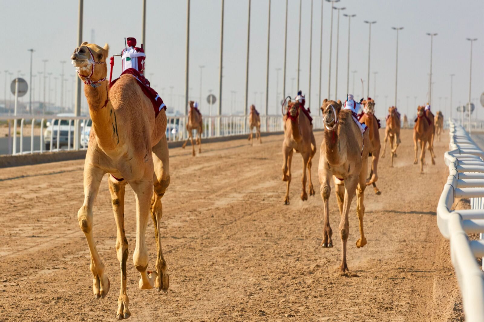Camel race on dirt track