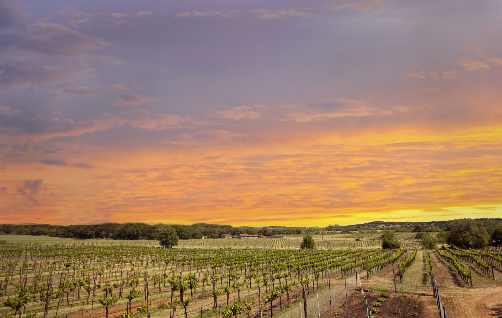 SPICEWOOD vineyards sunset-texas hill country wineries