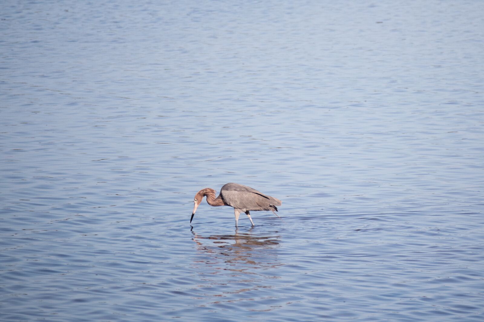 A reddish egret in the water at Ding Darling near Fort Myers