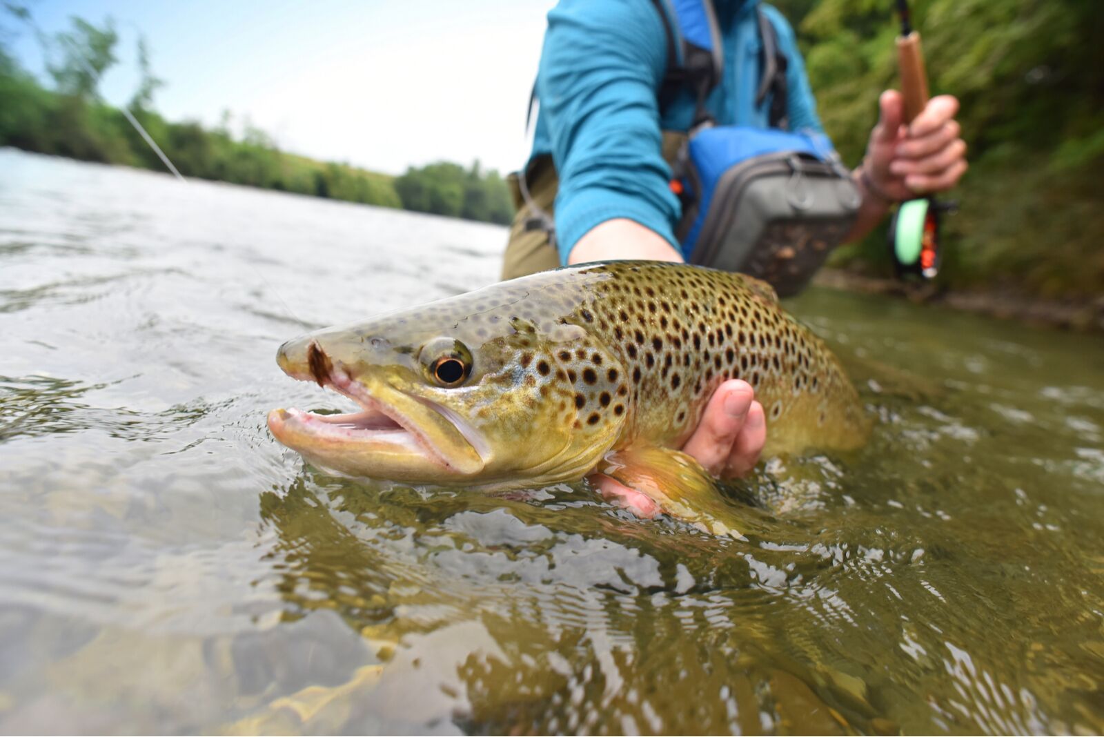 best fly fishing in vermont brown trout
