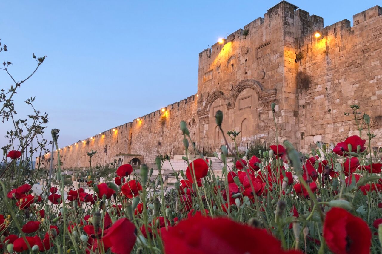 Poppies at sunset in old town of gay Jerusalem 