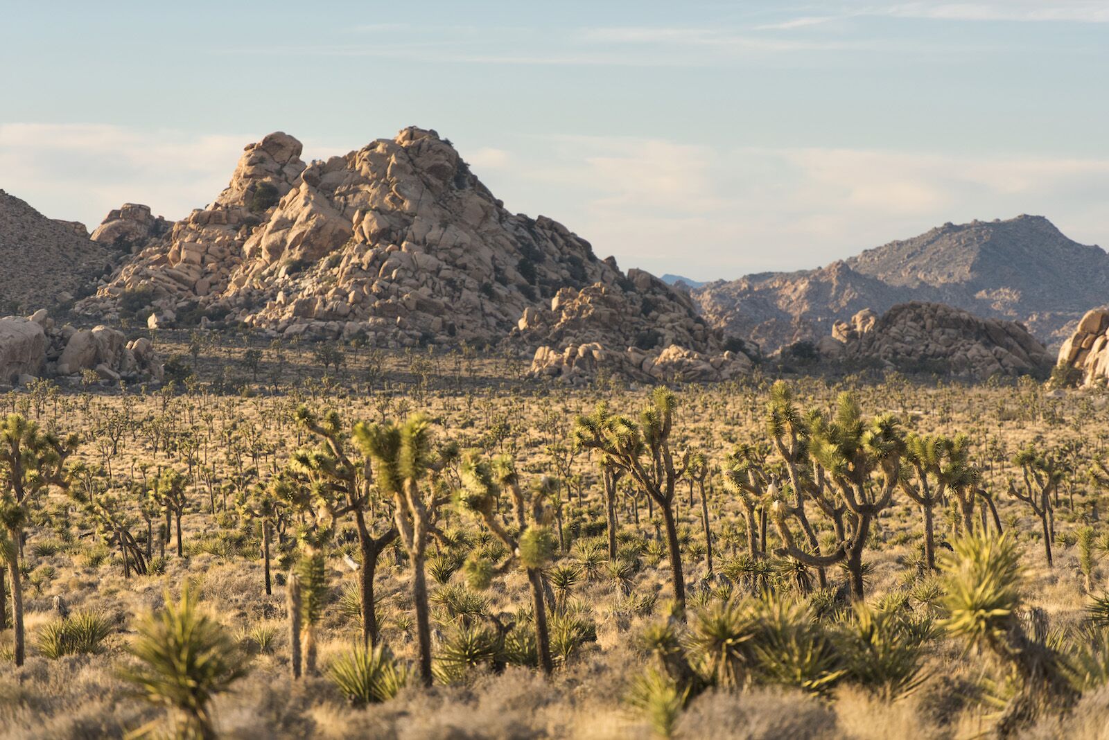 overrated national parks - joshua tree 
