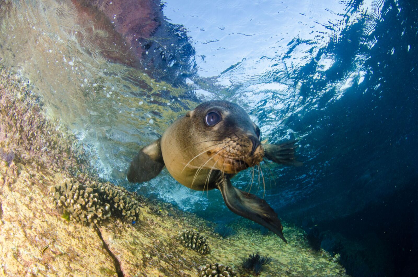 swim with sea lions - one of the best things to do in la paz mexico