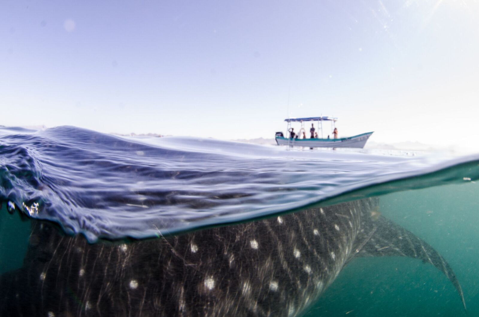 la paz whale shark