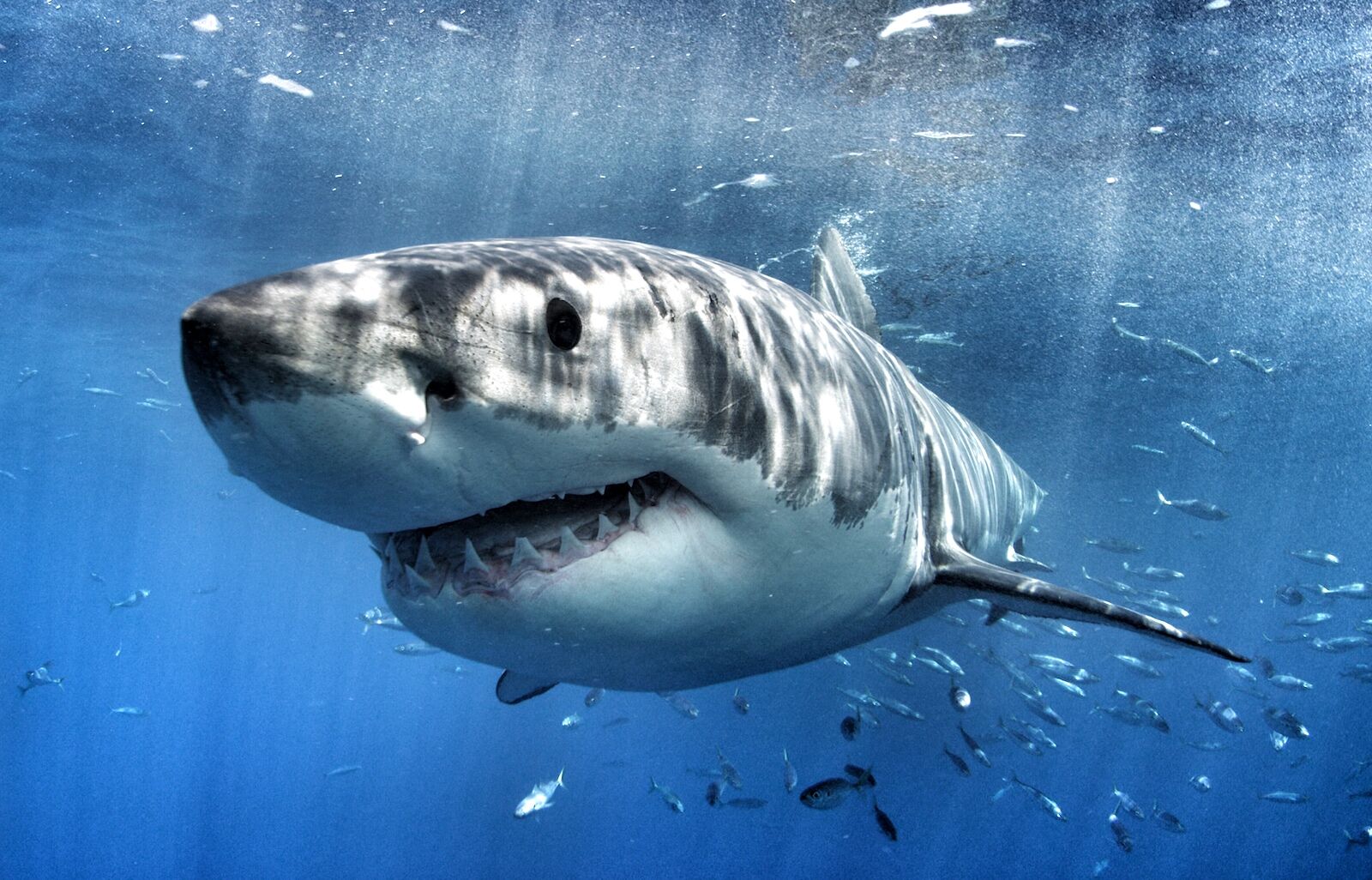 diving with great white sharks in mexico