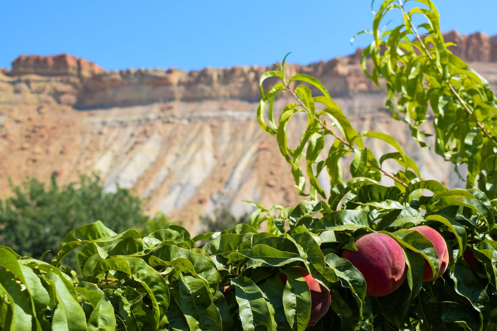 Palisade Peach Colorado Bluff Background 