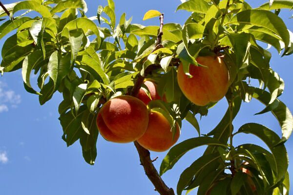 7 Places to Try Palisade Peaches in Palisade, Colorado