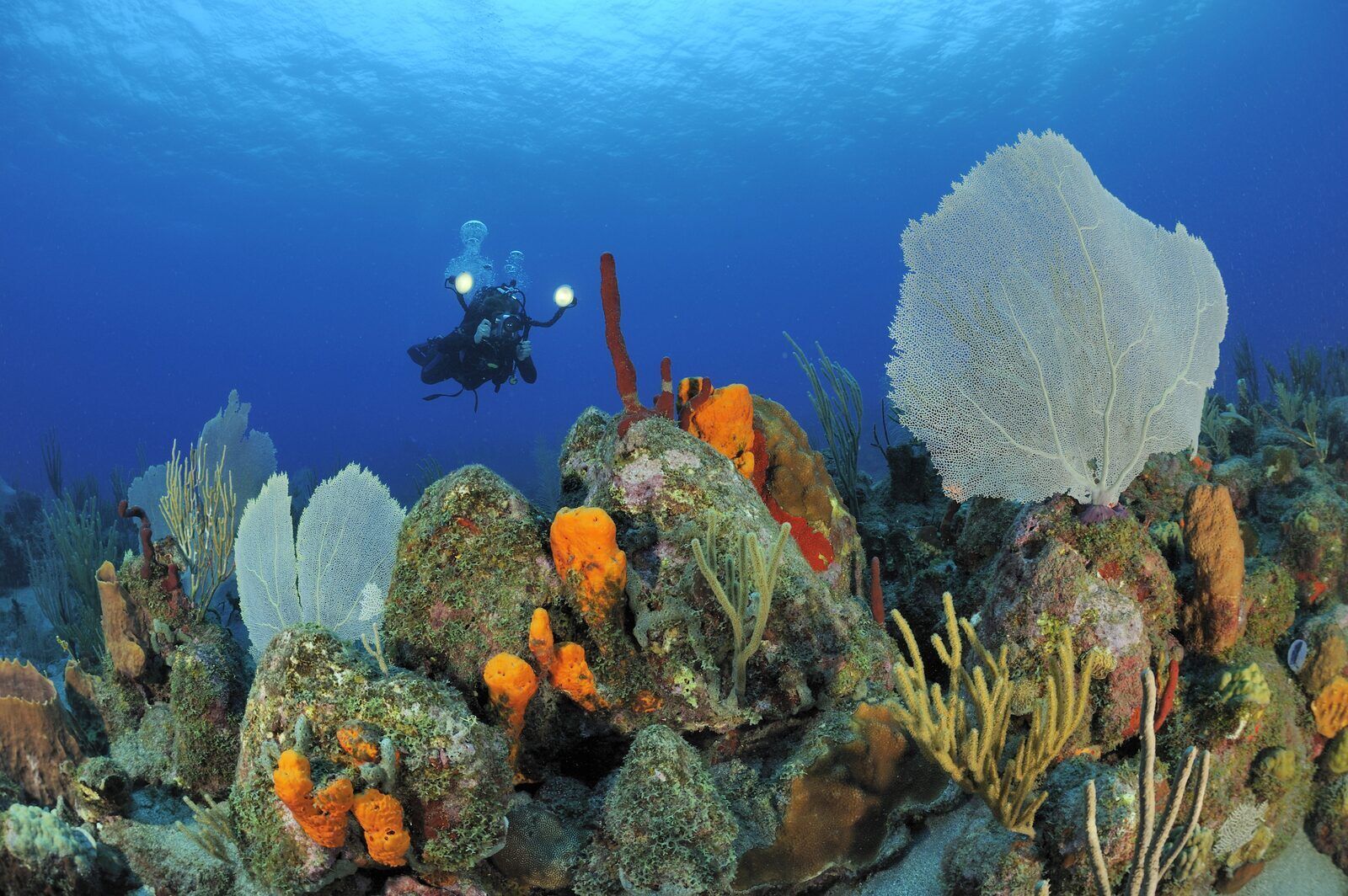 diving off the coast of statia in the caribbean